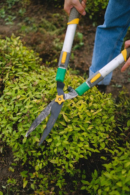 A gardener's hands, clad in blue jeans, hold a pair of long-handled hedge shears with yellow and green accents, trimming a dense, vibrant green hedge in a garden setting. The hedge consists of small, 