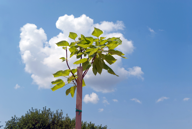 Unlock Hidden Corners With Tall-Potted Plants That Enhance Outdoor Privacy